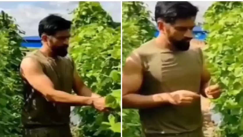 MS Dhoni’s Video Of Having Homegrown Veggies From His Ranchi Farmhouse Goes VIRAL | WATCH